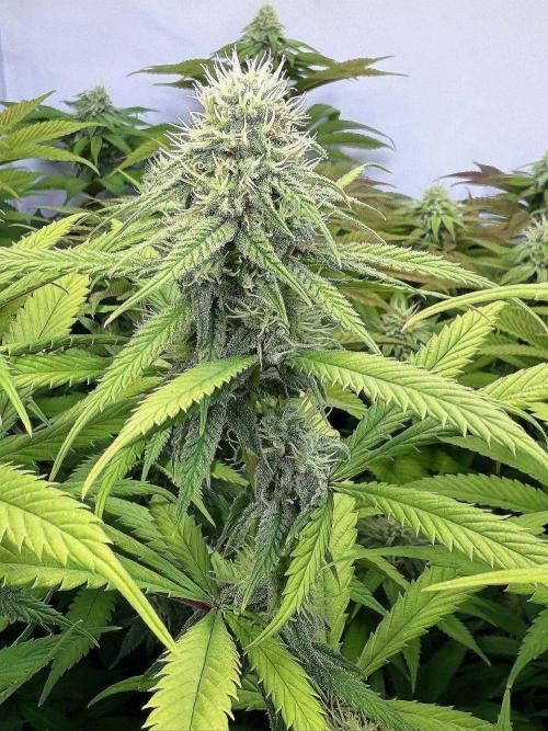 All about Terps. Week 12 - Strawberry Lobster