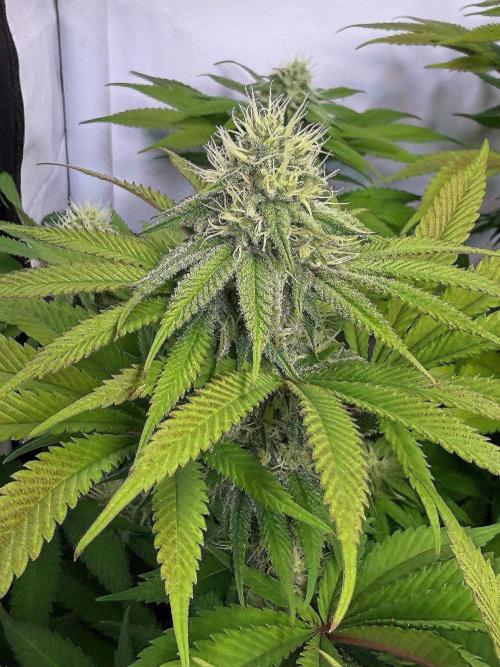 All about Terps. Week 12 - Strawberry Lobster