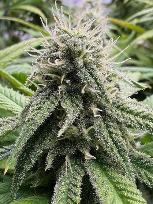 All about Terps. Week 12 - Str. Guava