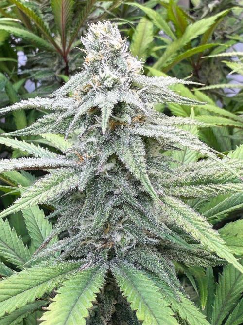 All about Terps. Week 12 - Chemferno