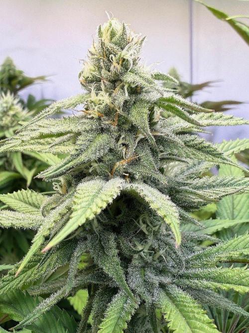 All about Terps. Week 12 - Chemferno