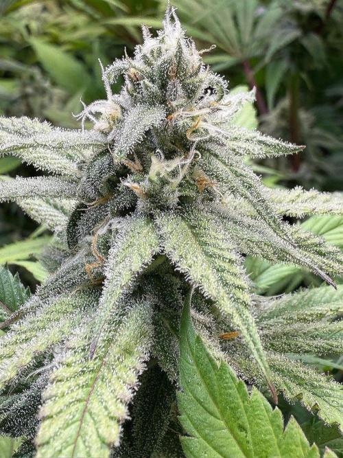 All about Terps. Week 12 - Chemferno