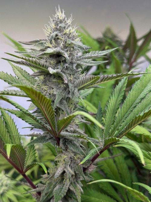 All about Terps. Week 12 - Red Hot Viloet