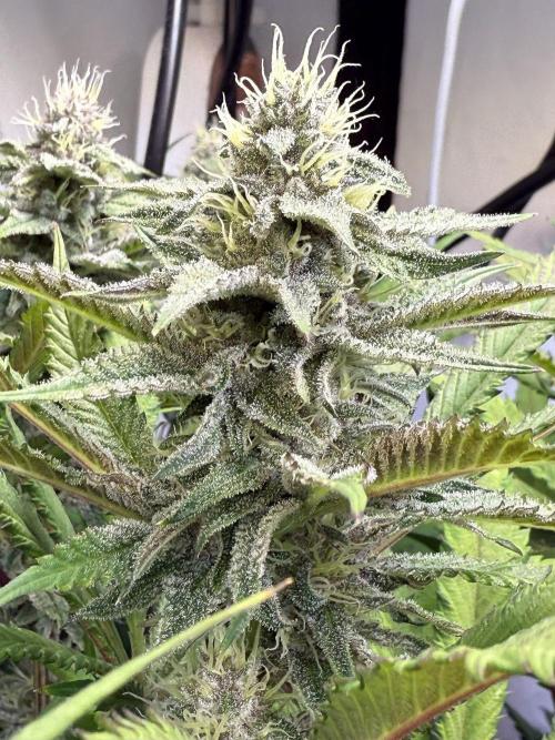 All about Terps. Week 12 - Red Hot Violet