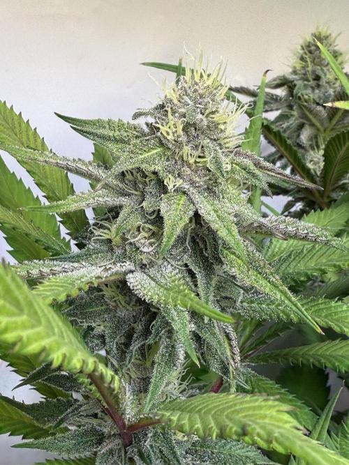 All about Terps. Week 12 - Red Hot Violet
