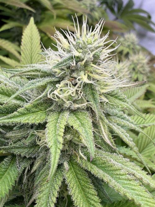 All about Terps. Week 12 - Strawberry Lobster