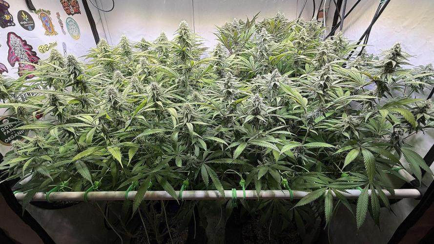 All about Terps. Week 12