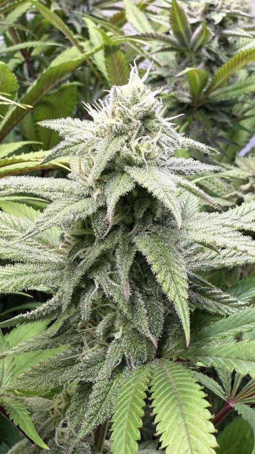 All about Terps. Week 12 - Chemferno