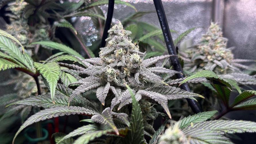 Fire in 40x40. Week 12