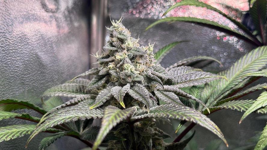 Fire in 40x40. Week 12