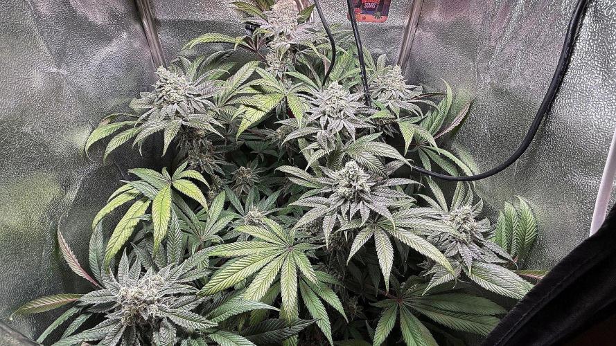 Fire in 40x40. Week 12