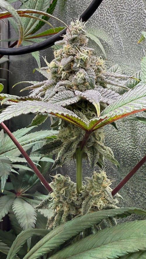 Fire in 40x40. Week 12