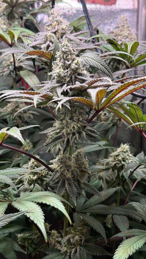 Fire in 40x40. Week 12