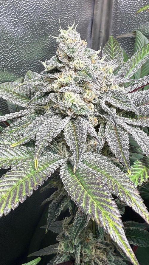 Fire in 40x40. Week 12