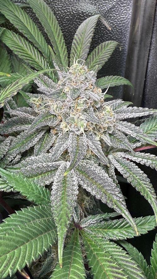 Fire in 40x40. Week 12