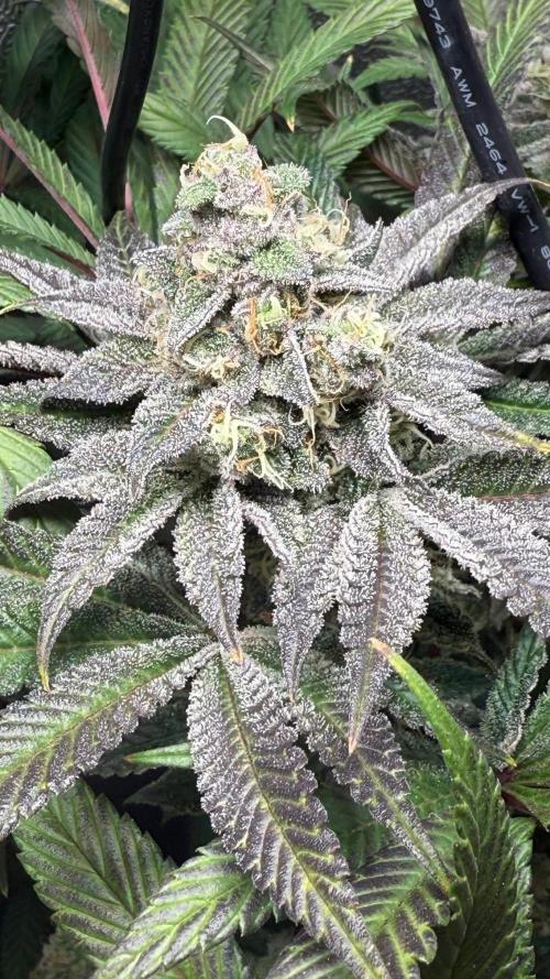 Fire in 40x40. Week 12