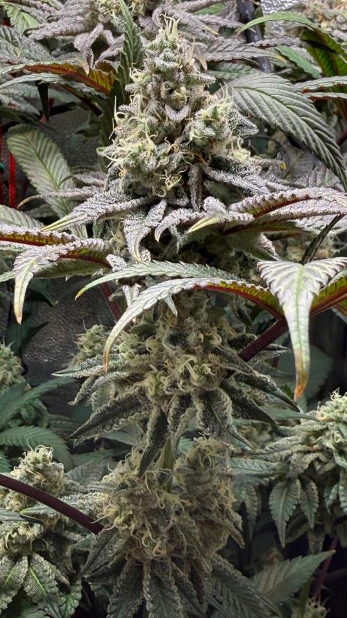 Fire in 40x40. Week 12