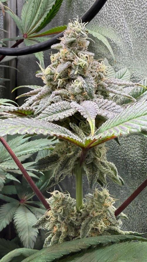 Fire in 40x40. Week 12