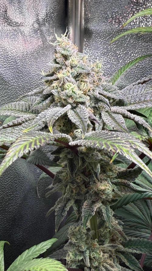 Fire in 40x40. Week 12