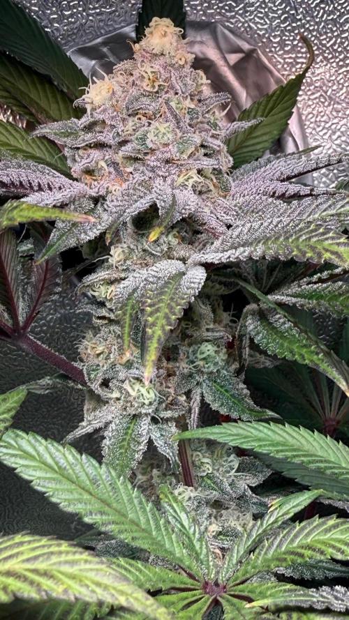 Fire in 40x40. Week 12