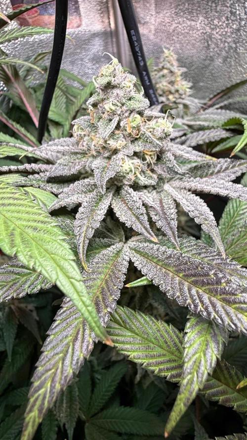 Fire in 40x40. Week 12