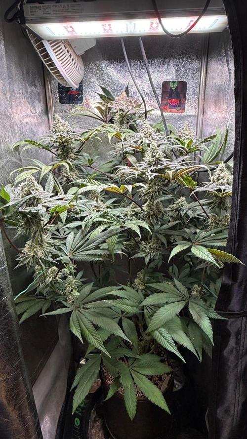 Fire in 40x40. Week 12