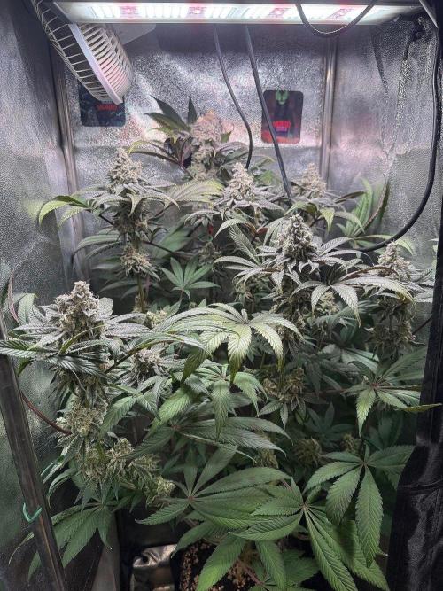 Fire in 40x40. Week 13