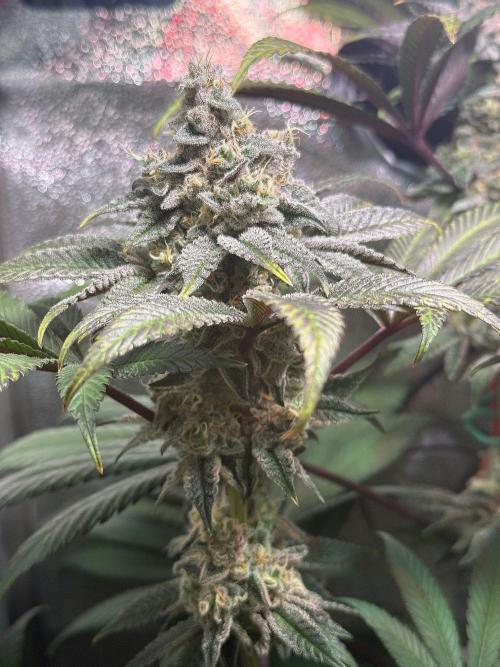 Fire in 40x40. Week 13