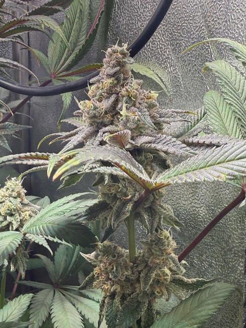 Fire in 40x40. Week 13