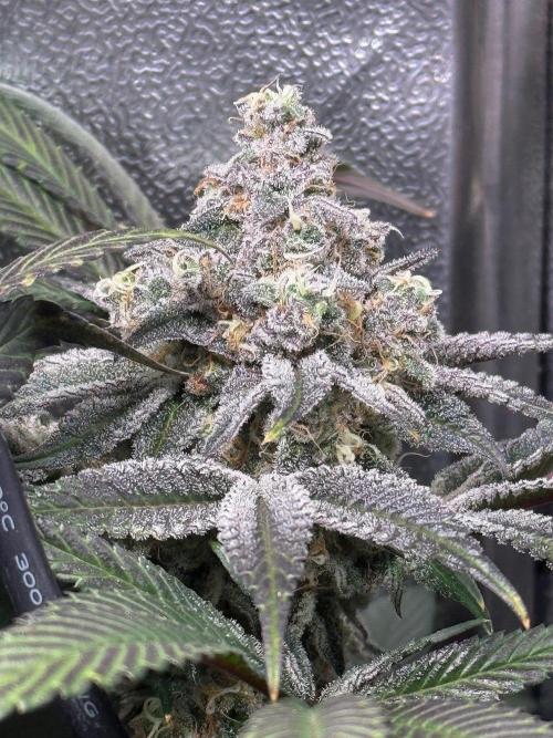 Fire in 40x40. Week 13