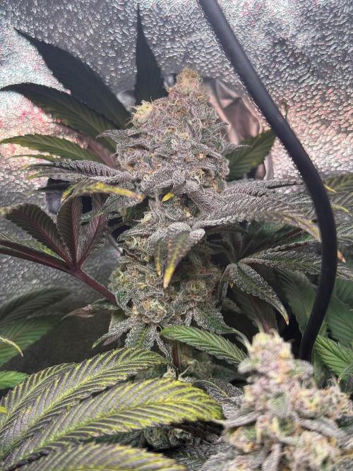 Fire in 40x40. Week 13