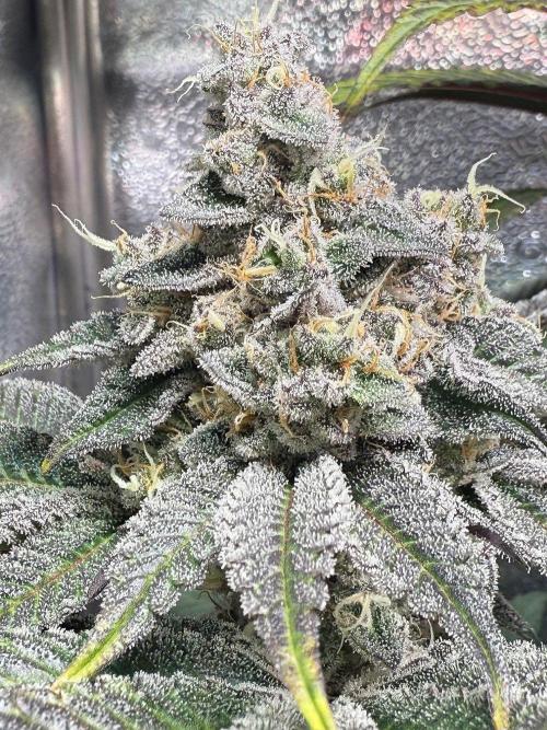 Fire in 40x40. Week 13