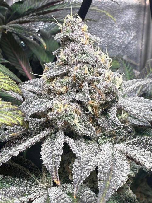 Fire in 40x40. Week 13