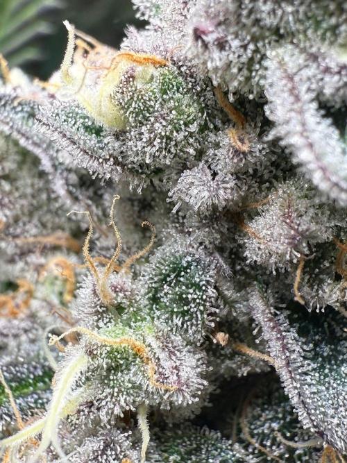 Fire in 40x40. Week 13