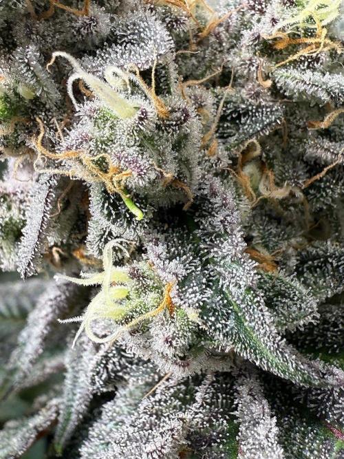 Fire in 40x40. Week 13