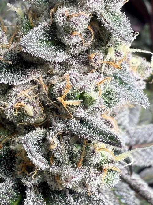 Fire in 40x40. Week 13