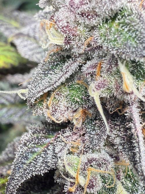 Fire in 40x40. Week 13