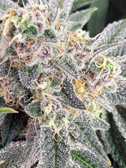 Fire in 40x40. Week 13