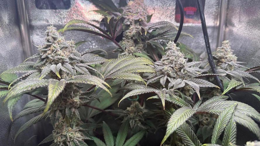 Fire in 40x40. Week 13