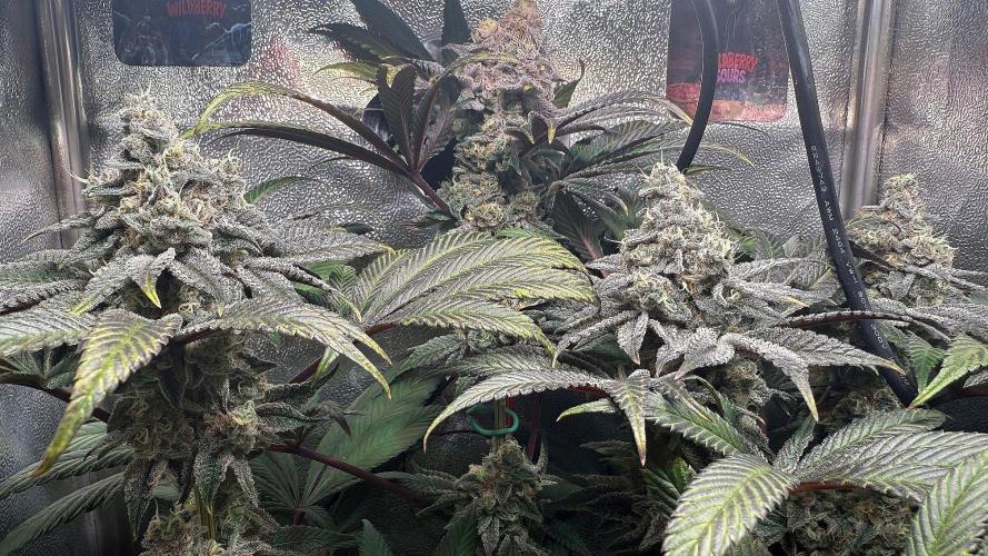 Fire in 40x40. Week 13