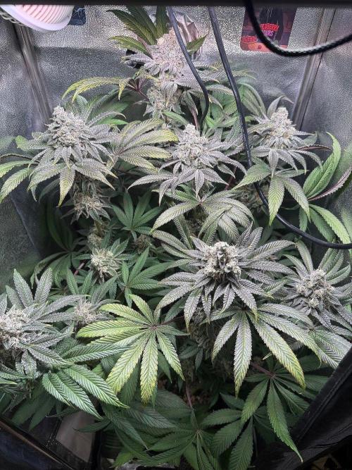 Fire in 40x40. Week 13