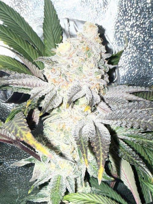 Fire in 40x40. Week 13