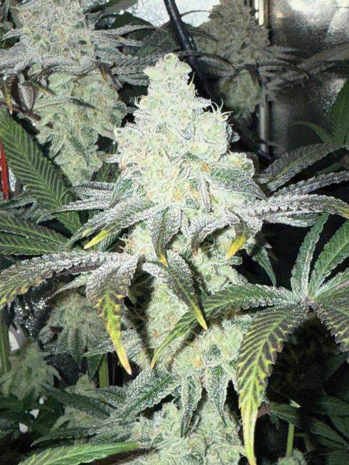 Fire in 40x40. Week 13