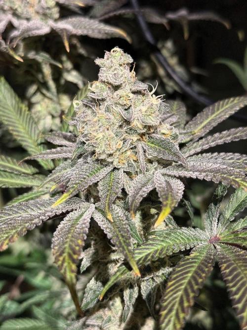 Fire in 40x40. Week 13