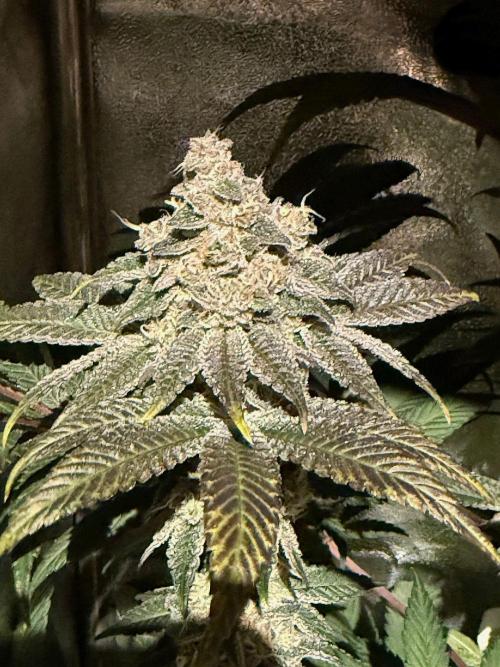 Fire in 40x40. Week 13