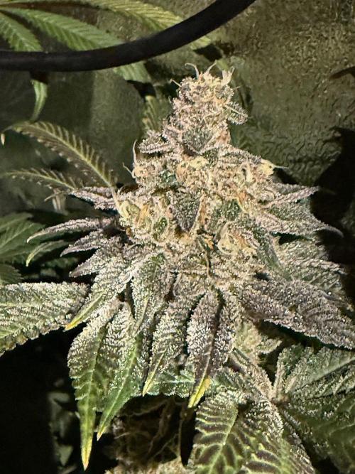 Fire in 40x40. Week 13