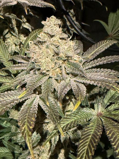 Fire in 40x40. Week 13