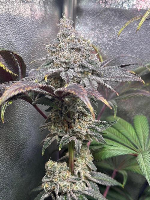 Fire in 40x40. Week 14