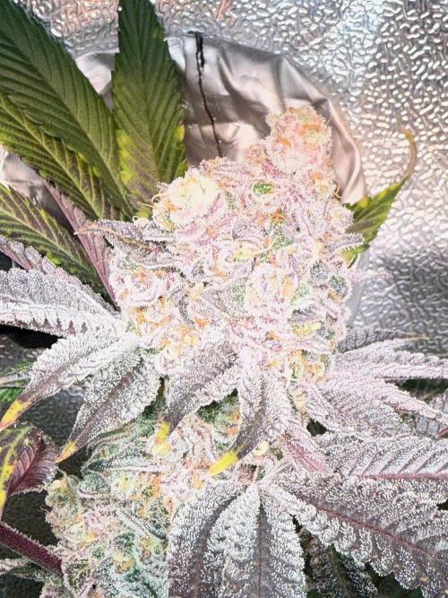 Fire in 40x40. Week 14