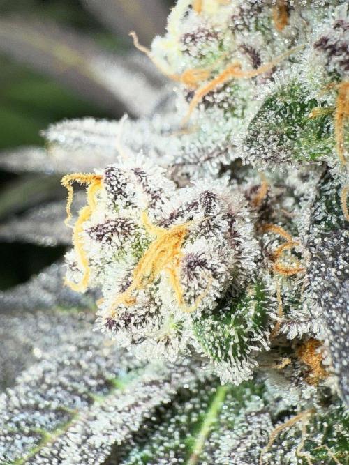 Fire in 40x40. Week 14